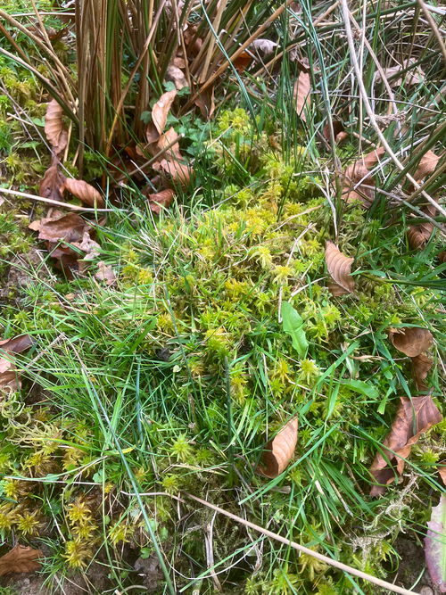 Detailaufnahme von einem Moor