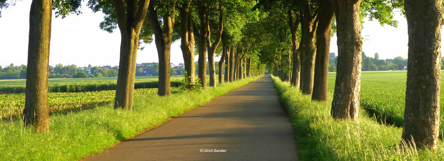 Kleiner Feldweg mit einer Baumallee