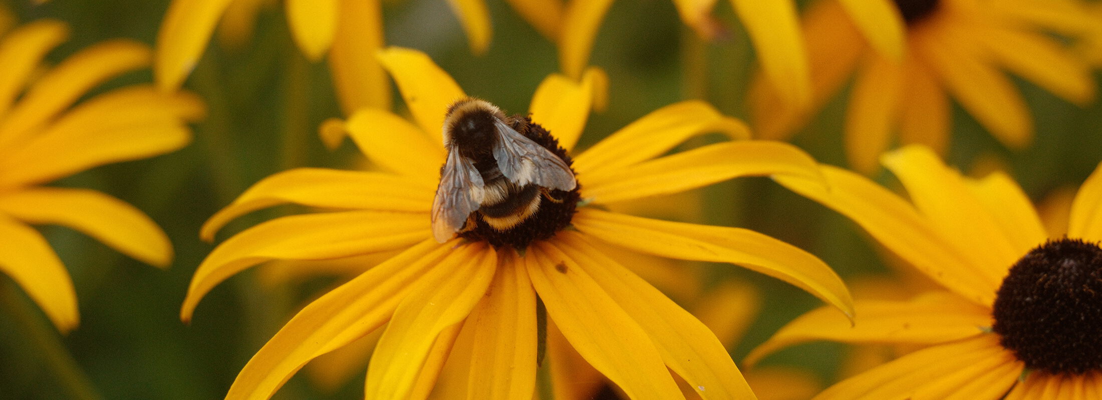 Biene auf einer Sonnenblume