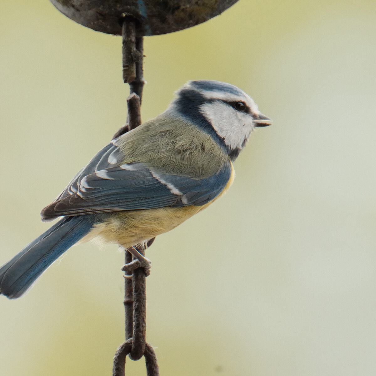 Blaumeise auf einem Ast